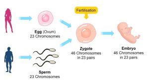 Reproduction, Types of sexual reproduction (Conjugation, Reproduction by sexual gametes ...