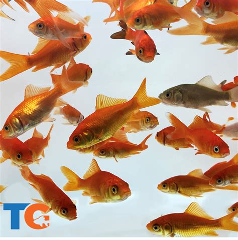 Live Comet Common Feeder Goldfish | Live Arrival Guarantee – Toledo ...