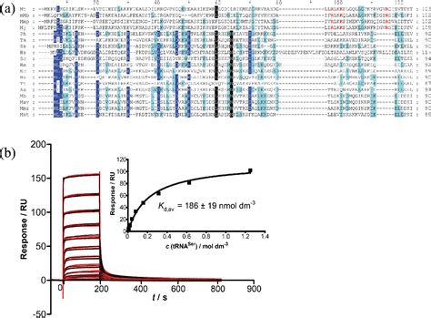 Figure 1 from Arginyl-tRNA Synthetase Facilitates Complex Formation ...