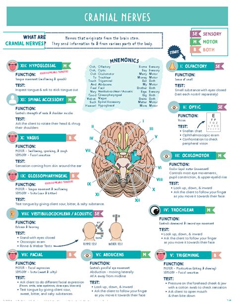 Cranial nerves - CRANIAL NERVES Nerves that originate from the brain ...