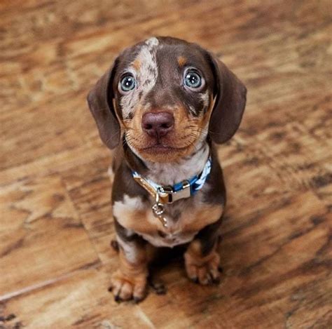 Pin by Starlingale Shelton on furry friends | Dachshund puppies, Cute baby animals, Cute animals