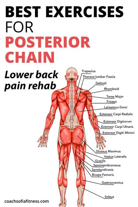 14 Top Posterior Chain Exercises For Back Pain Relief - Coach Sofia Fitness