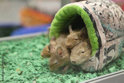 Group of decorative common degu (octodon degus). Home animal, pet. Lovely common degu (octodon ...