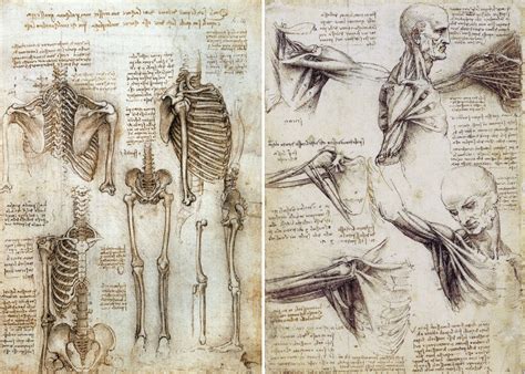 Leonardo Da Vinci's anatomy drawings | Anatomia para artistas, Desenho ...