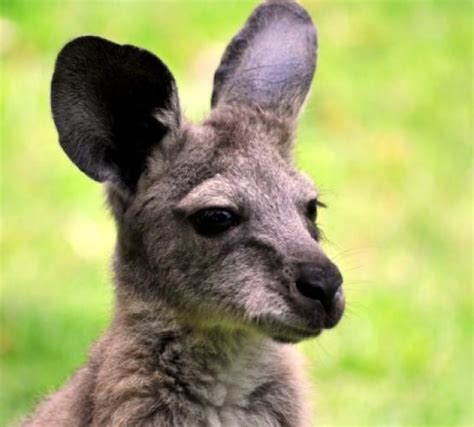 Common Wallaroo » Caversham Wildlife Park