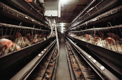 Caged Chickens On A Battery Farm Photograph by Peter Menzel/science ...