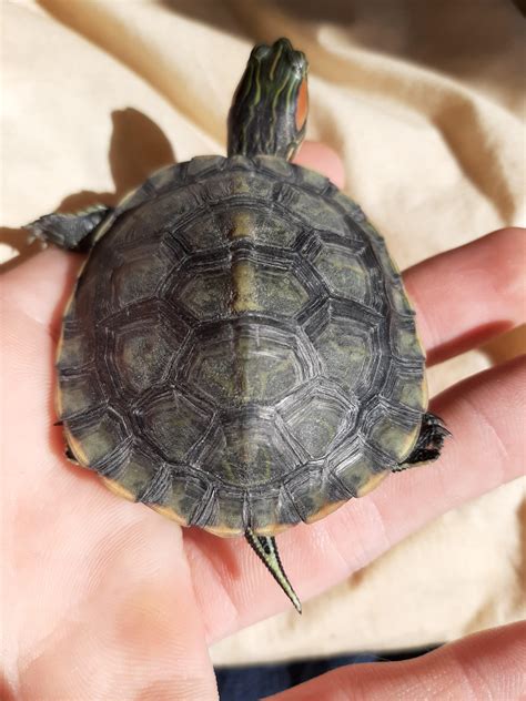 possible slider turtle shell rot - Reptiles and Amphibians - Aquarium World