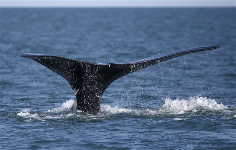 As Right Whale Population Plummets, Focus Turns To Their Falling Birth Rates | WBUR News