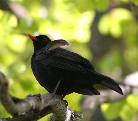 Male Common Blackbird # 3 - Turdus merula | When I was out w… | Flickr