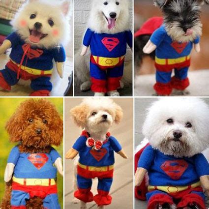 44 Superman Dog Costumes for Your Pup of Steel - Costume Yeti