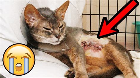 SIGNS OF CANCER IN CATS - YouTube