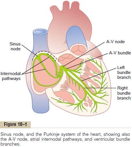 Rapid Transmission in the Ventricular Purkinje System