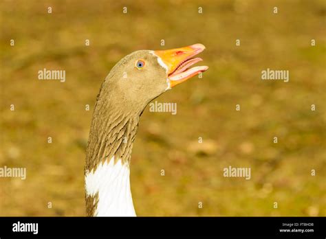 A male goose hissing and making noise to frighten anyone who comes too ...