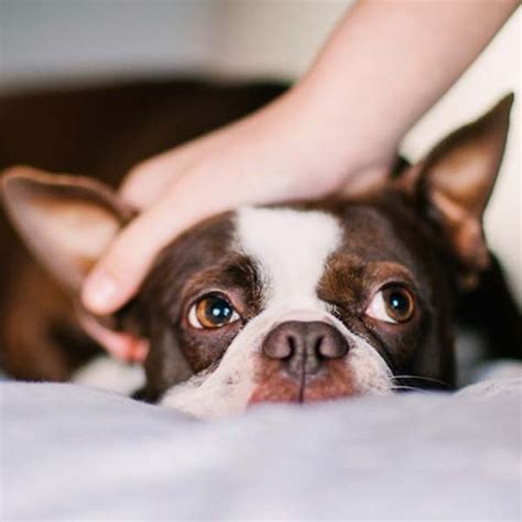 Cerebellar Hypoplasia in Dogs: Understanding and Managing