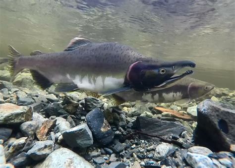 Fishing - Sitka National Historical Park (U.S. National Park Service)