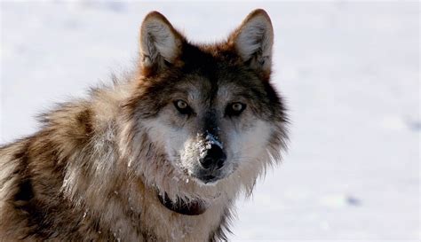 Feds sued to force recovery of endangered Mexican gray wolf ...