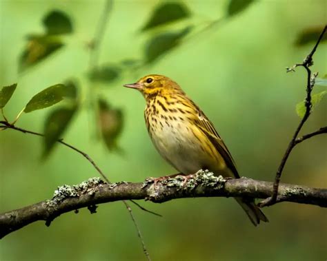 Tree pipit - Facts, Diet, Habitat & Pictures on Animalia.bio