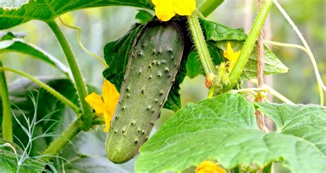 How to Grow Cucumbers - Farmers' Almanac - Plan Your Day. Grow Your Life.