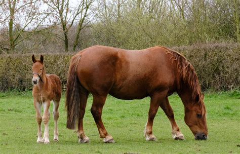 Suffolk Punch foal is welcome boost for endangered horse breed - Your Horse