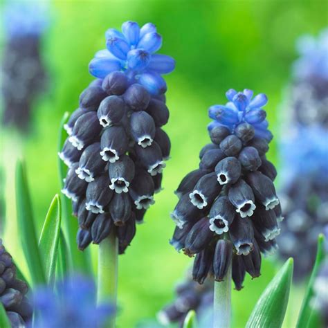 Common Grape Hyacinth Bulbs, Muscari | American Meadows