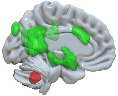 Neuroscientists Discover New Function of the Cerebellum: Emotional Memory