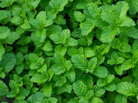 Mint Leaves - Adrianna Springs - Agro Products, Spices, Vegetables ...