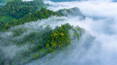 Planting trees doesn’t always help with climate change - BBC Future