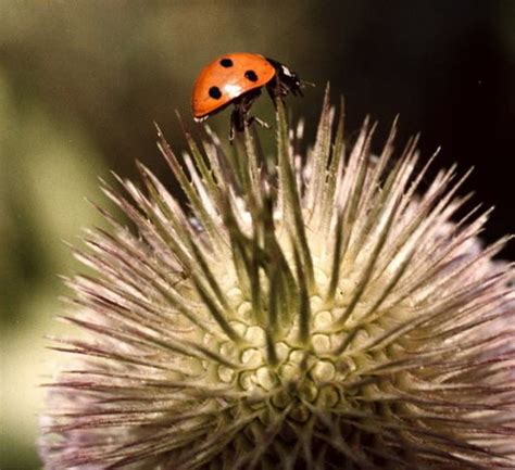 Ladybugs seek warmth in winter - oregonlive.com