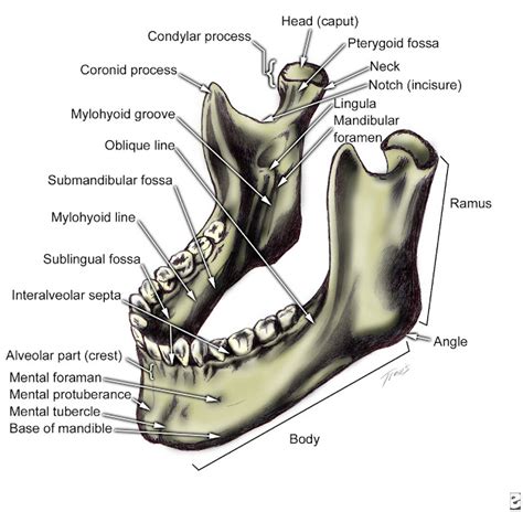 Technology and Techniques in Radiology: Mandible Radiographic Anatomy