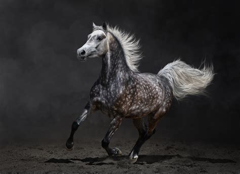 Beautiful-Wild-Horse-Horses Photography | Internet Vibes