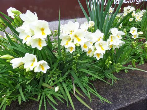 my walk with food and beautiful plants and flowers: Freesias 2017