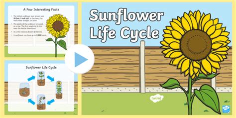 sunflower life cycle poster - Jeffry Eddy