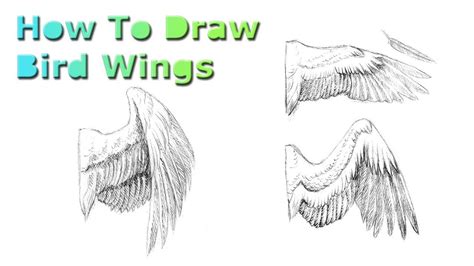 How To Draw Bird Wings - YouTube