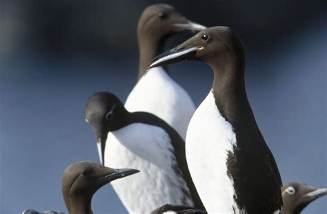 Orkney Native Wildlife Project | Orkney.com