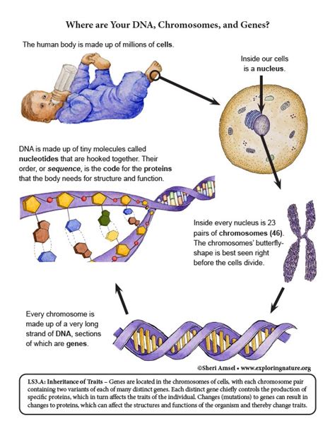 LS3.A and LS3.B Inheritance and Variation of Traits, LS1.B: Growth and ...