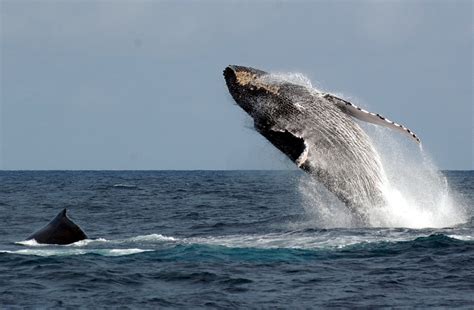 An Englishman in Angola: More Malongo Wildlife........