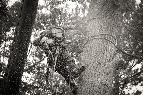 Chainsaw Tree Climber Serice | Creative Commons Attribution … | Flickr