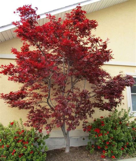 日本红枫 Emperor I Japanese Maple (Acer palmatum ‘Wolff’) A cold hardy ...