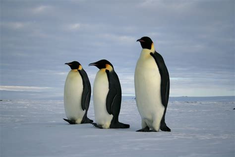 Cientistas encontraram fósseis de pinguins do tamanho de humanos ...