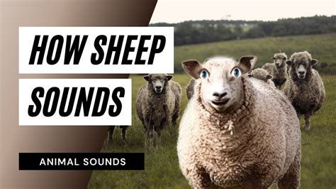 Sheep Sounds mp3 - the animal sounds: sheep sounds mp3 / sound effect / animation - YouTube