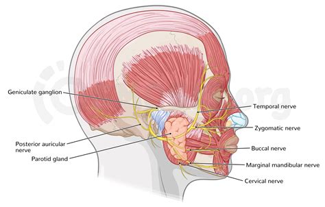 Anatomy of the facial nerve (CN VII) | Osmosis