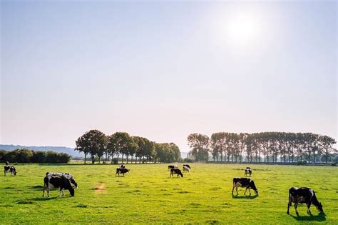 Causes, Effects and Solutions to Overgrazing - Conserve Energy Future