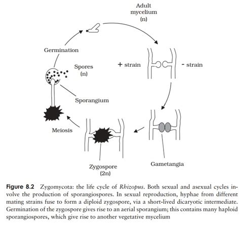 Phylum Zygomycota Life Cycle