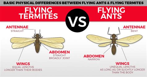 Why Flying Ants Day Happens | Flying Termites Vs Ants