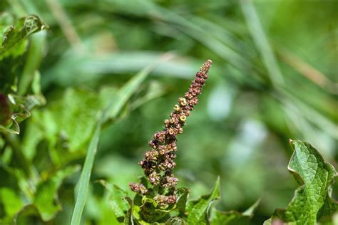 Here's How to Grow Good King Henry, an Incredible Edible Perennial