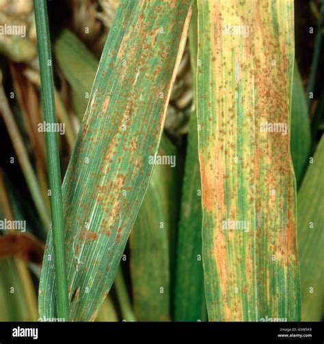 Wheat leaf or brown rust Puccinia triticina (recondita) infection on ...