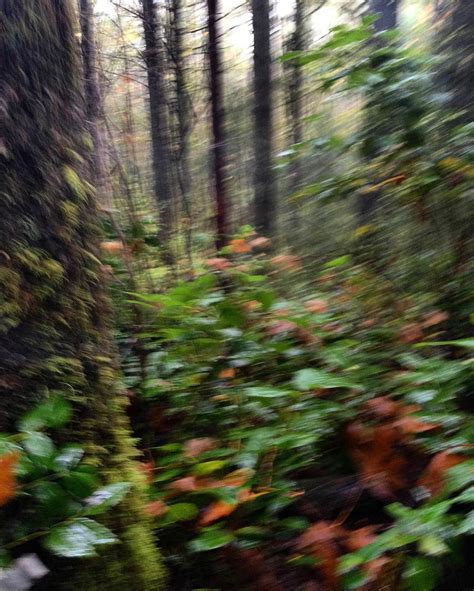 Blurry Forest by ABigBlueBalloon on DeviantArt