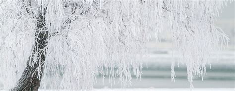 Help Ice-Covered Trees Recover From Damage | Arbor Experts | Tree Care ...