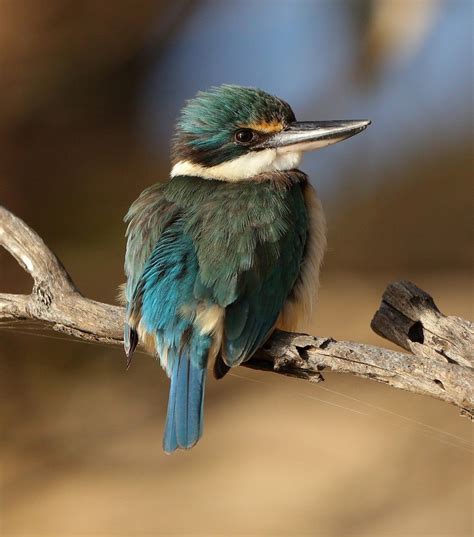 Trick of the light: sacred kingfisher - Australian Geographic | Kingfisher, Australian native ...