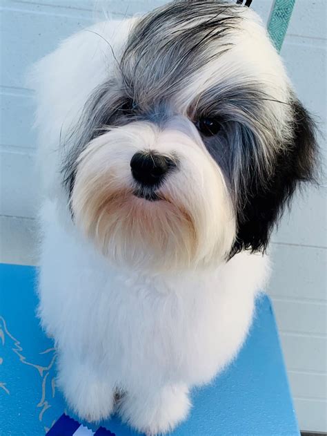 Lowchen Breeders in New York with Puppies for Sale | PuppyHero